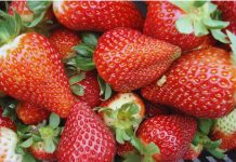 Argentina – La frutilla argentina ya opera con estándares Mercosur La frutilla argentina ya opera con estándares Mercosur