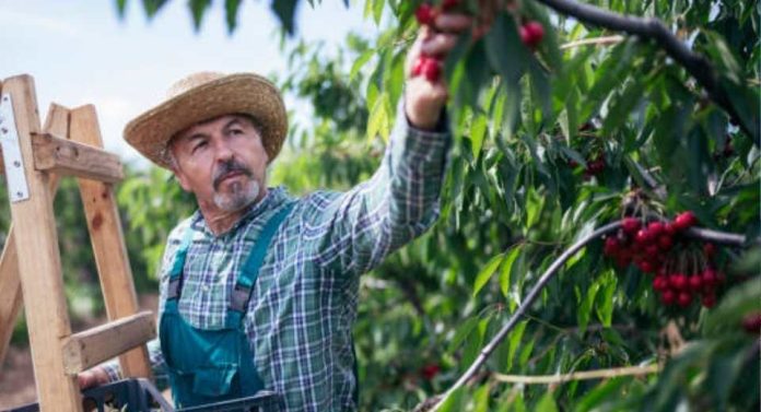 Las cerezas chilenas se preparan para el Año Nuevo Chino frutos de calidad para mejorar y optimizar la experiencia de esta temporada