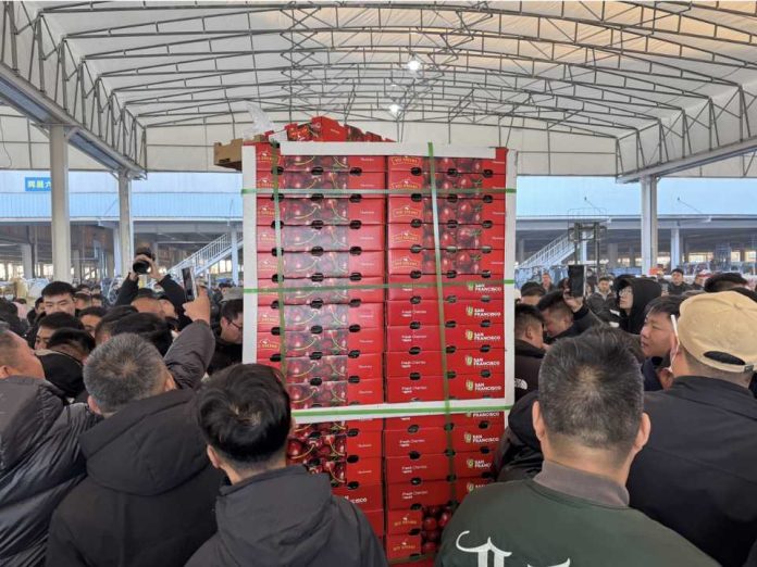 China | Las primeras cerezas Chilenas de la temporada llegan por mar a Shanghái