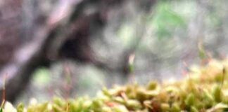 La zona subantártica de Chile alberga cerca de 7% de su diversidad mundial: Los musgos poseen una diversidad genética mayor que las otras plantas