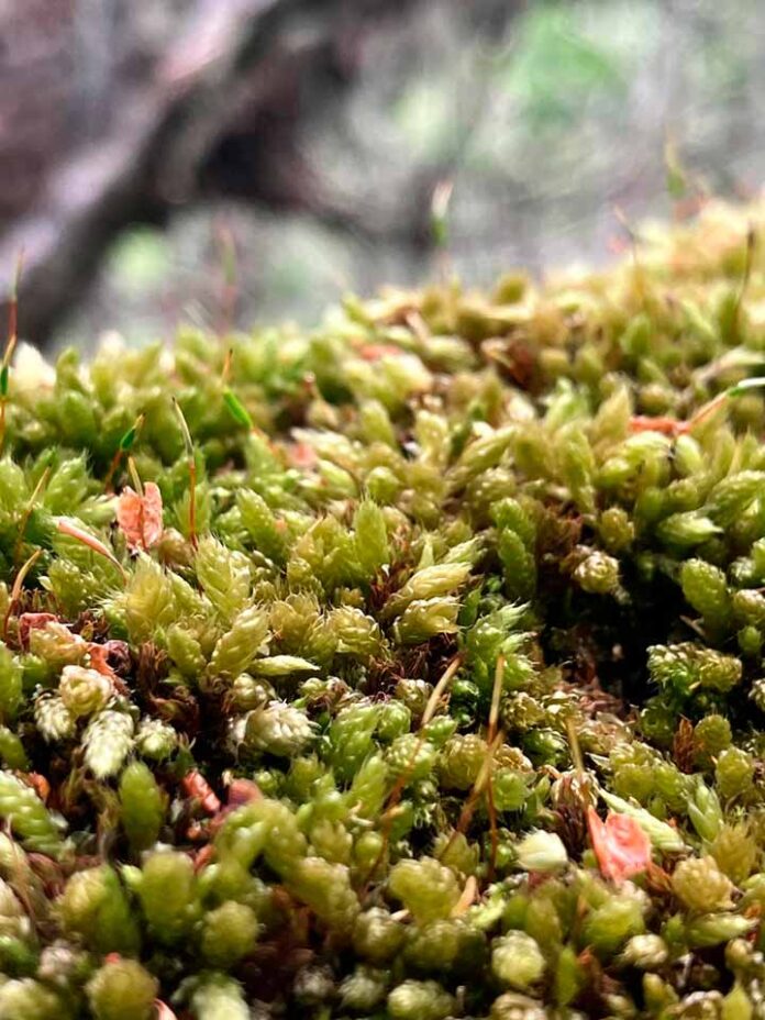 La zona subantártica de Chile alberga cerca de 7% de su diversidad mundial: Los musgos poseen una diversidad genética mayor que las otras plantas La zona subantártica de Chile alberga cerca de 7% de su diversidad mundial: Los musgos poseen una diversidad genética mayor que las otras plantas