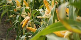 Maíz: ¿Cómo es la estrategia integral que plantea un gigante del agro?