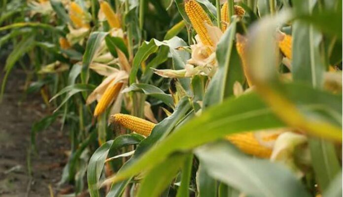 Maíz: ¿Cómo es la estrategia integral que plantea un gigante del agro?