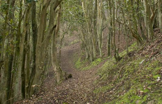 Miniatura-Webinar-bosque-relicto-Santa-Ines Almacenamiento de semillas recalcitrantes: INIA expone avances clave para conservar especies del bosque relicto Santa Inés