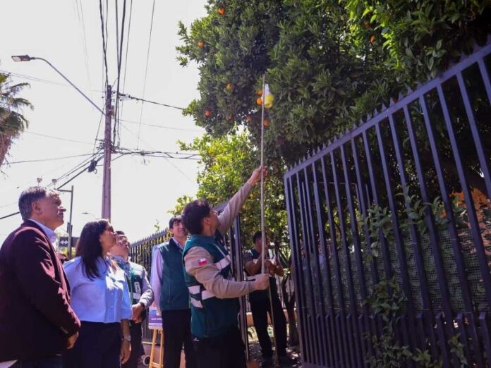 Ministerio de Agricultura y SAG lanzan campaña ciudadana “Por si las Moscas” para reforzar control y prevención de la mosca de la fruta Ministerio de Agricultura y SAG lanzan campaña ciudadana “Por si las Moscas” para reforzar control y prevención de la mosca de la fruta