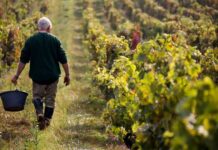 Modelos de Negocios verdes y su contribución a ventajas competitivas Modelos de Negocios verdes y su contribución a ventajas competitivas