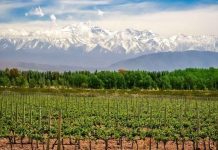Nada como un buen vino: en Mendoza, la cadena vitivinícola es la que más peso tiene en la economía Nada como un buen vino: en Mendoza, la cadena vitivinícola es la que más peso tiene en la economía