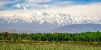 Nada como un buen vino: en Mendoza, la cadena vitivinícola es la que más peso tiene en la economía