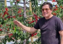 Oferta de cerezas de la Región de Coquimbo se consolida y aspira a abrir nuevos mercados