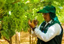 Perú y proyecciones de uva de mesa: US$ 1.900 millones y 760 mil toneladas en 2025 Perú y proyecciones de uva de mesa: US$ 1.900 millones y 760 mil toneladas en 2025