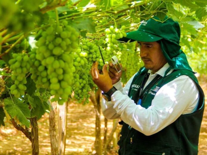 Perú y proyecciones de uva de mesa US$ 1.900 millones y 760 mil toneladas en 2025 Perú y proyecciones de uva de mesa: US$ 1.900 millones y 760 mil toneladas en 2025