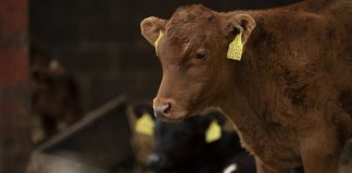 Primavera y control de parásitos