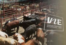 Producción de carne en vara de ganado bovino, INE