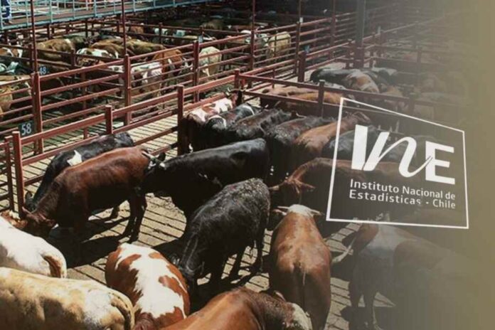 Producción de carne en vara de ganado bovino, INE