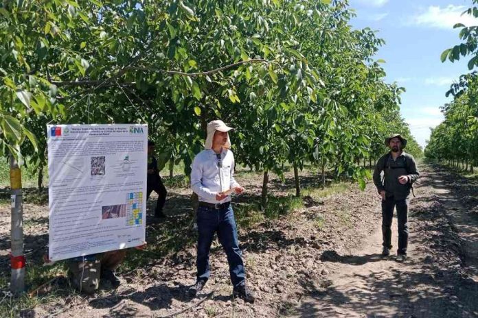 INIA La Platina lanza proyecto clave para enfrentar la salinidad del río Maipo y proteger la producción de nogales