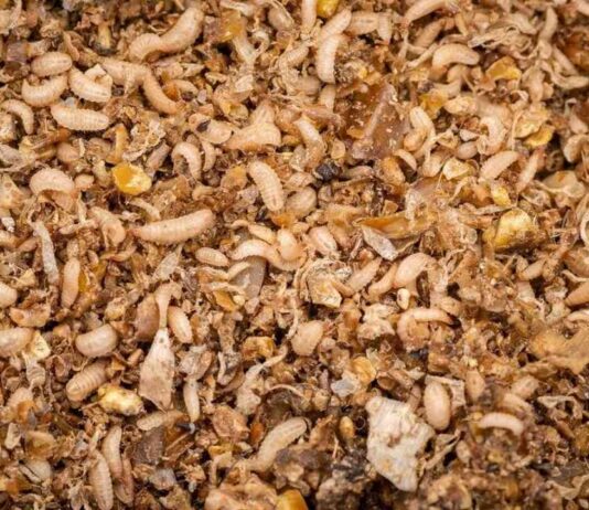 Proteína de insectos para industria del salmón