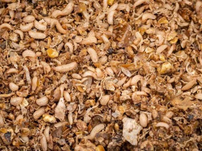 Proteína de insectos para industria del salmón (1) Proteína de insectos para industria del salmón