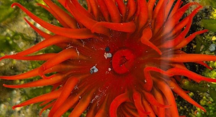 Proyecto busca documentar presencia de organismo invasor en Chile Proyecto busca documentar presencia de organismo invasor en Chile