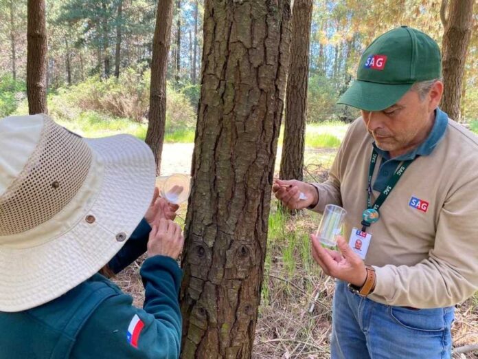 SAG Biobío libera controlares biológicos de Pissodes castaneus