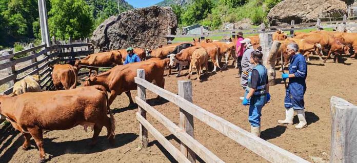 SAG Ñuble realiza lanzamiento de veranadas