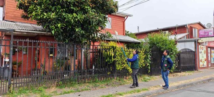 SAG realiza vigilancia de mosca de la fruta en la Región de Ñuble. SAG realiza vigilancia de mosca de la fruta en la Región de Ñuble.