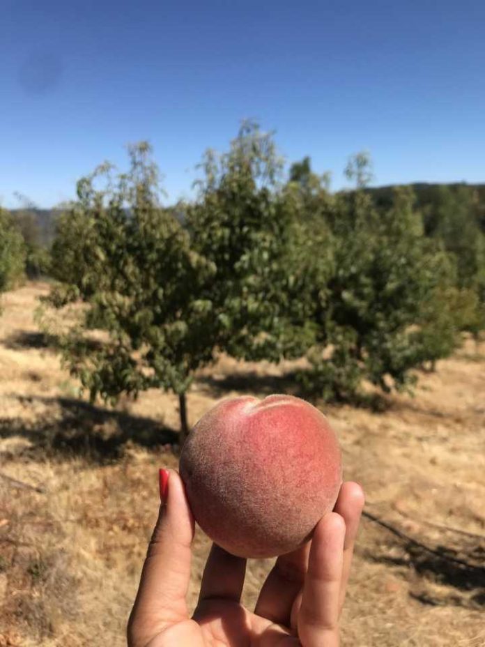 Sectores de Codpa logran la erradicación de la Mosca de la Fruta