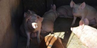 Segundo Tribunal Ambiental permite que plantel porcino de Coexca presente un programa de cumplimiento para análisis de la Superintendencia del Medio Ambiente