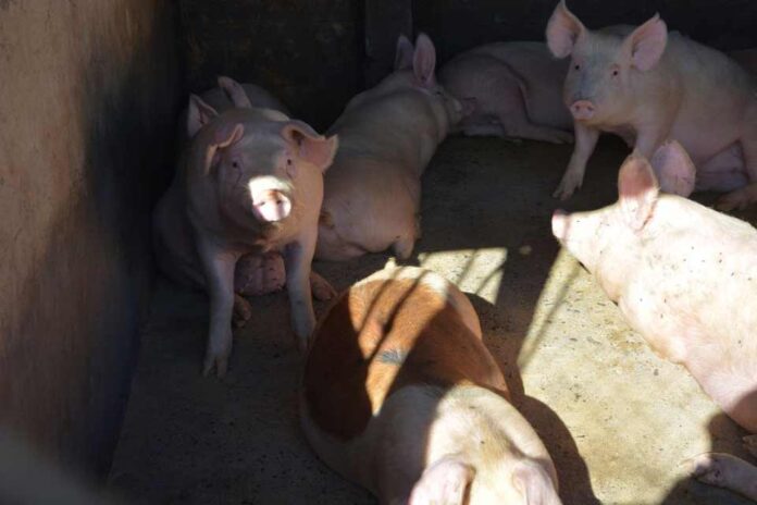 Segundo Tribunal Ambiental permite que plantel porcino de Coexca presente un programa de cumplimiento para análisis de la Superintendencia del Medio Ambiente