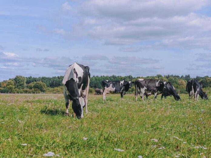 Seminario internacional destacó estrategias de mitigación ambiental en sistemas lecheros basados en pastoreo