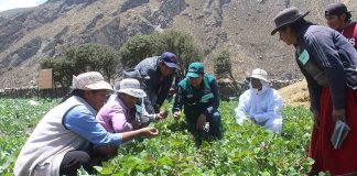 Senasa aprobó la creación del Sello de Buenas Prácticas Agrícola