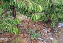 Principal amenaza es Botrytis. Precauciones para la cereza tras lluvias, en un año de alta presión de hongos