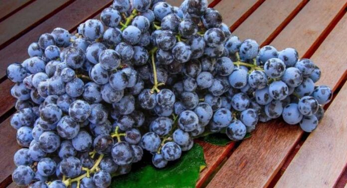 Sudáfrica prevé una temporada récord de uva de mesa con 79,4 millones de cajas