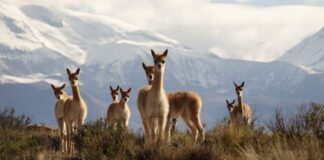 Todo listo para el segundo chaku tradicional aymara para arreo y esquila de vicuñas