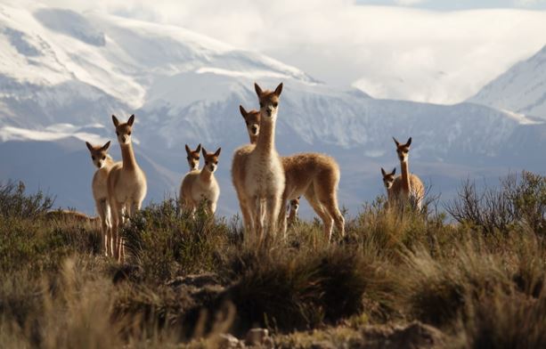 Todo listo para el segundo chaku tradicional aymara para arreo y esquila de vicuñas Todo listo para el segundo chaku tradicional aymara para arreo y esquila de vicuñas