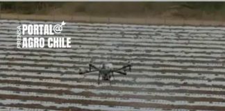 Transformación Agrícola en México: Plantación de Pimentón Orgánico con Destino a California Entra en Fase Clave con Innovación en Nanopartículas