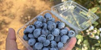 Tropical Blue marca el ritmo en España y Marruecos