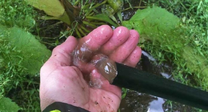 Una técnica agrícola que optimiza la productividad del riego