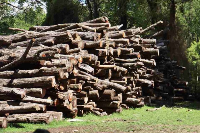 CONAF moderniza su sistema de trazabilidad de productos madereros CONAF moderniza su sistema de trazabilidad de productos madereros