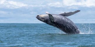 Veda protegerá por 30 años a especies de mamíferos, reptiles y aves marinas