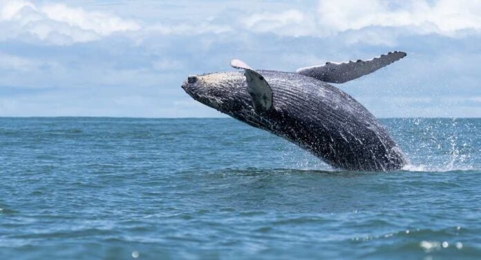 Veda protegerá por 30 años a especies de mamíferos, reptiles y aves marinas
