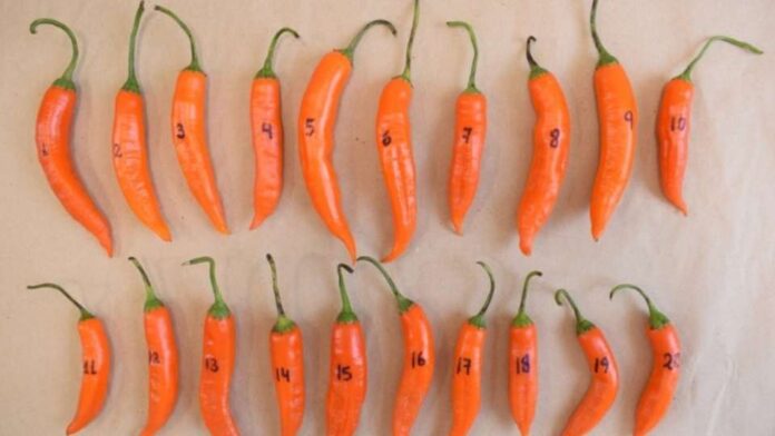 Perú realiza su primer envío de ajíes nativos al Perú realiza su primer envío de ajíes nativos al