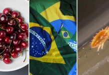 SAG: La exportación de cerezas chilenas a Brasil sigue con normalidad tras hallazgo de carga con plaga SAG: La exportación de cerezas chilenas a Brasil sigue con normalidad tras hallazgo de carga con plaga