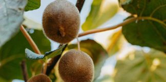 Temporada 2025 de kiwi verde: calidad y demanda activa