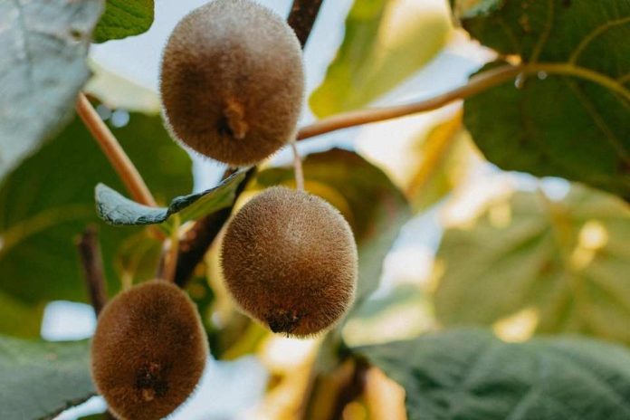 Temporada 2025 de kiwi verde: calidad y demanda activa