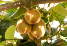 China | Kiwis iraníes frescos obtienen acceso al mercado chino China / Kiwis iraníes frescos obtienen acceso al mercado chino