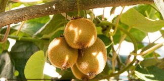 China / Kiwis iraníes frescos obtienen acceso al mercado chino