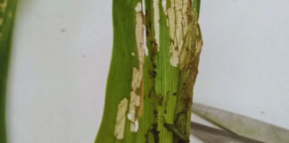 Alerta por ataques tempranos del gusano cogollero en maíz