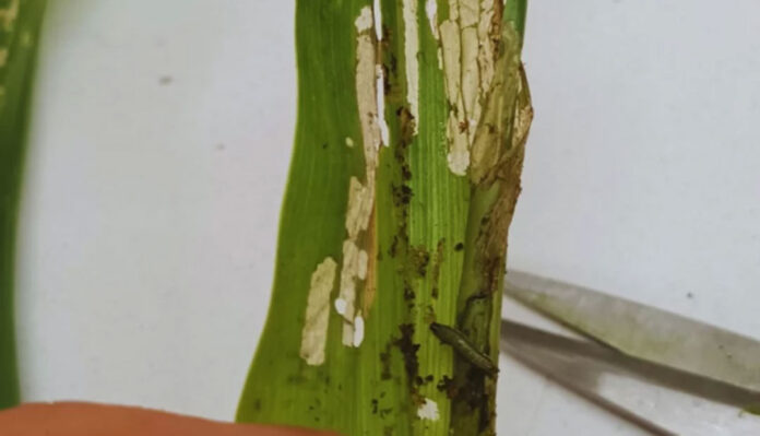 Alerta por ataques tempranos del gusano cogollero en maíz