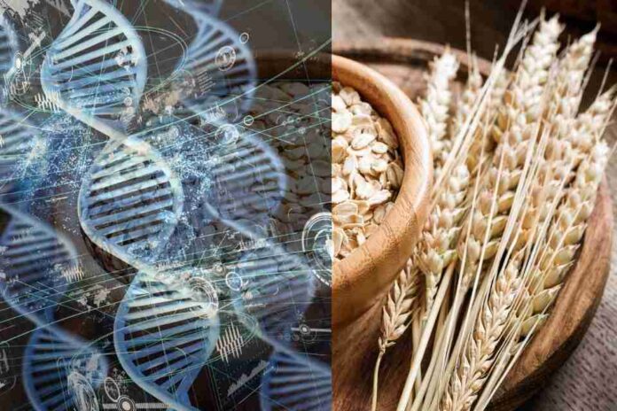 mapa genético de la avena El mapa genético de la avena es descifrado por completo