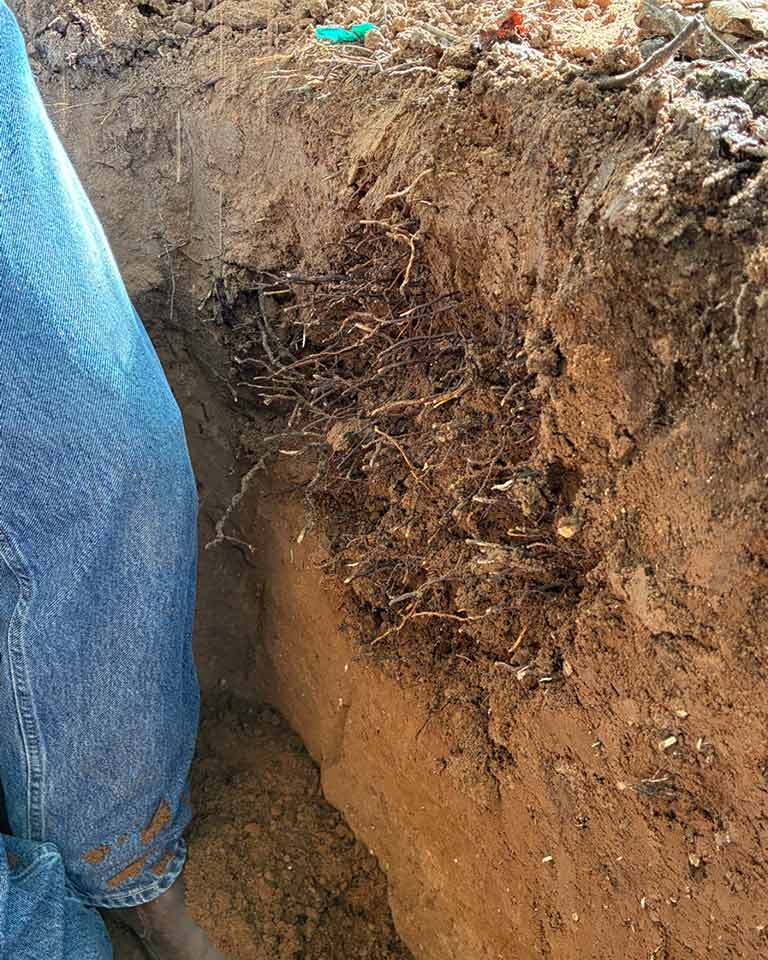 suelo con manejo tradicional, uva de mesa de la variedad Timpson